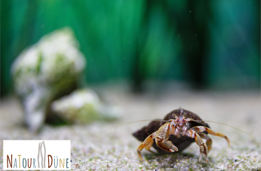 Ausstellungsführung, © Schutzstation Wattenmeer