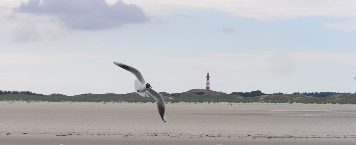 &copy; TOMAS