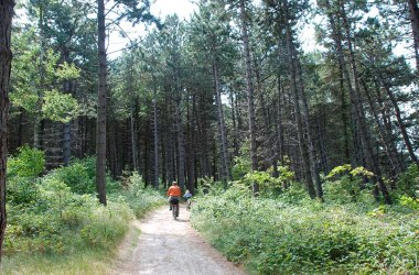 wald, © Kai Quedens