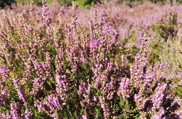 Heidepflege auf Amrum, &copy; Hanna Zimmermann
