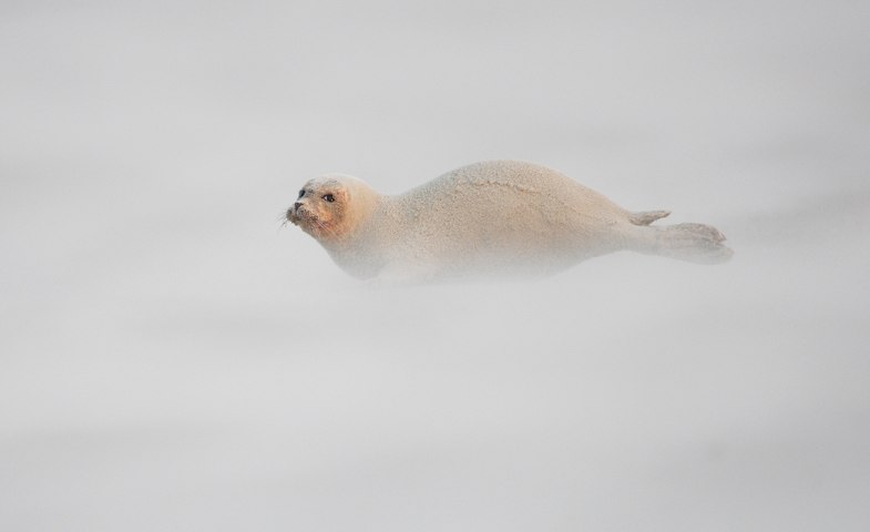 Seehund, © Sven Sturm