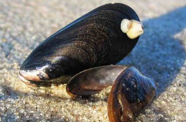 "Seehunds-Muscheltage"
