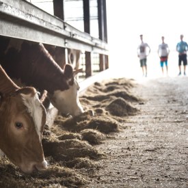 Sommerfest auf dem Hof Martinen, © Kinka Tadsen Sommerfest auf dem Hof Martinen, © Kinka Tadsen