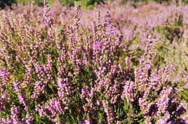 Heidepflege auf Amrum, &copy; Hanna Zimmermann