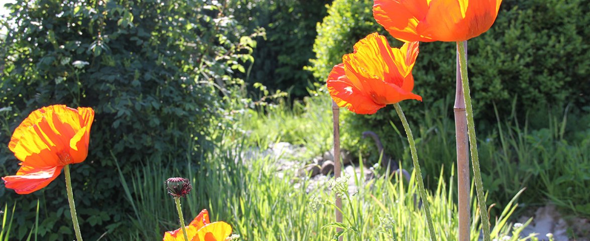 Garten, © TOMAS