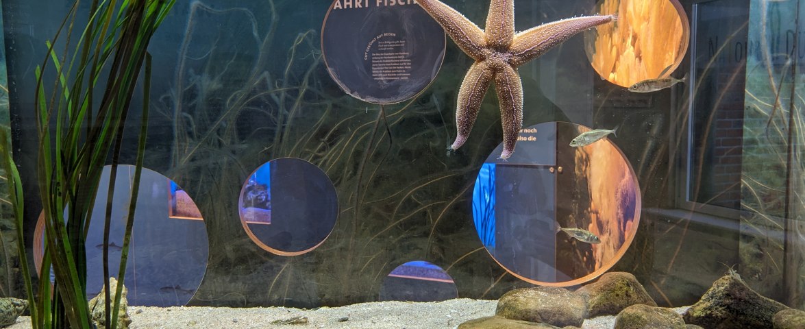 Aquarium, © N.Löschner