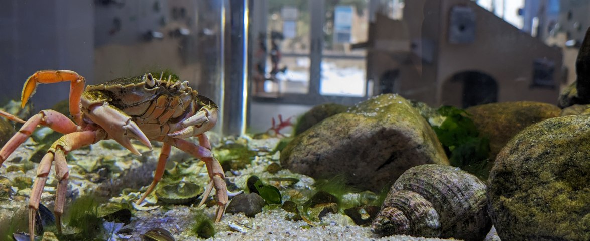 Aquarium1, © N.Löschner