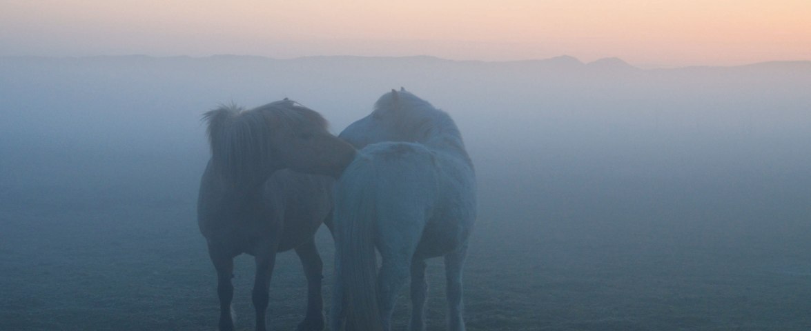 Pferde auf Amrum, © KQuedens