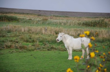 Islandpony-am-Watt-Amrum, © Kai Quedens
