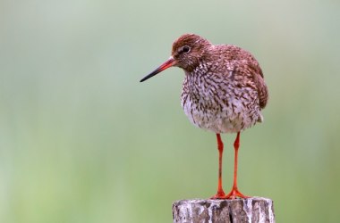 Die Vogelwelt Amrums in Steenodde, &copy; Schutzstation Wattenmeer