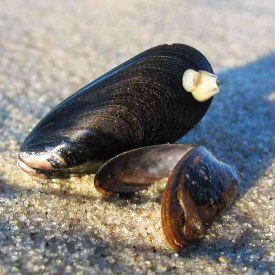 "Seehunds-Muscheltage"