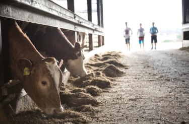 Sommerfest auf dem Hof Martinen, &copy; Kinka Tadsen