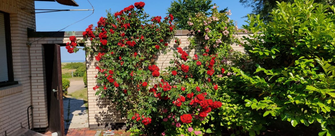 Rosenbl&uuml;te - Blick nach F&ouml;hr, &copy; Birte Schliwen