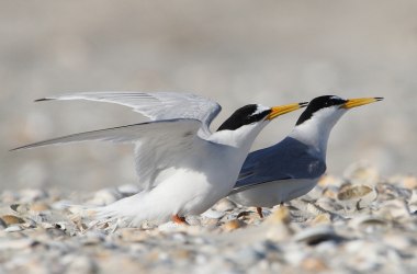 "Vögel des Nationalparks Wattenmeer", © ÖÖmrang Ferian