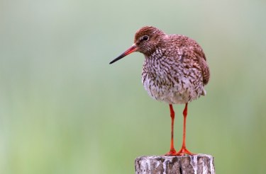 Die Vogelwelt Amrums in Steenodde, &copy; Schutzstation Wattenmeer