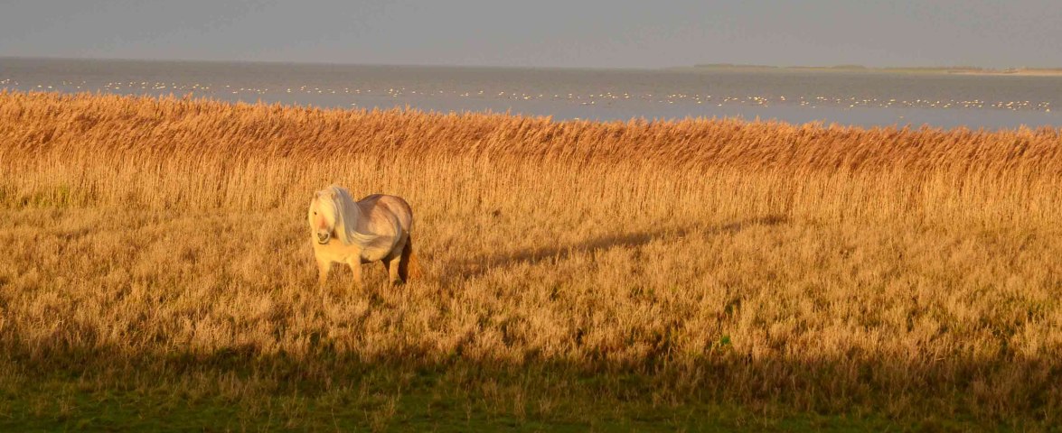 Pferd auf Wattwiese, Amrum, © KQuedens
