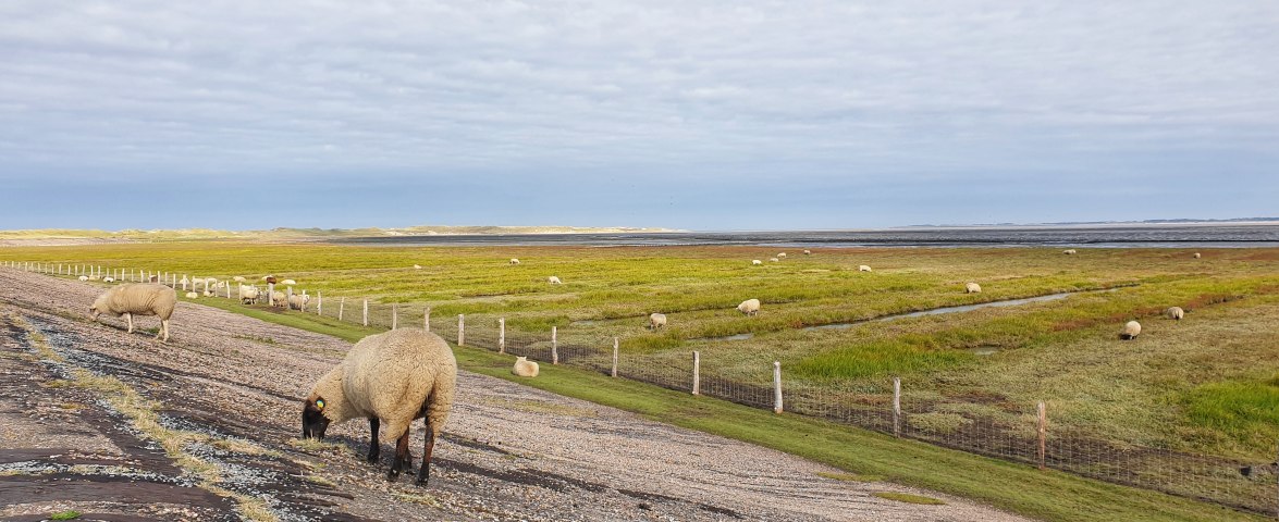 Teerdeich_SW, © S.Wörner