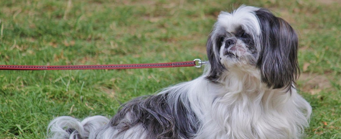 Hunde angeleint 3, © Pixabay