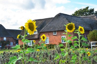 Süddorf-Haus-mit-Sonnenblumen, © KQuedens