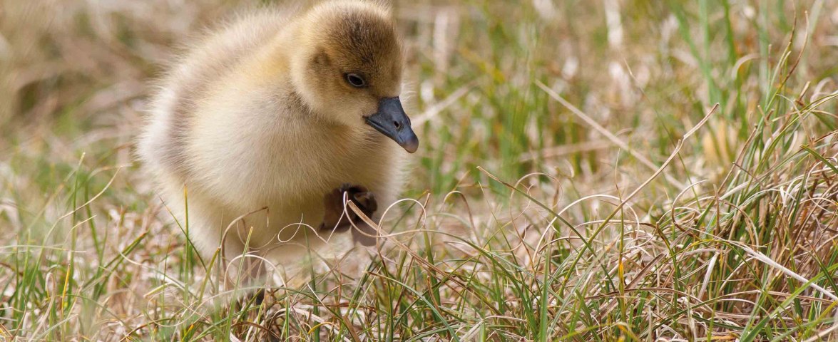 Wittd&uuml;n, Wriakh&ouml;rn - Graugansk&uuml;ken, &copy; AT