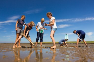 Kleine Wattwanderung auf Amrum, &copy; Schutzstation Wattenmeer