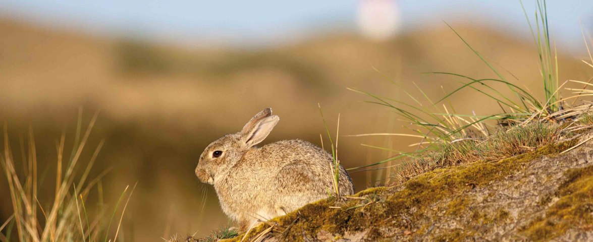 Wittd&uuml;n, Wriakh&ouml;rn - Wildkaninchen, &copy; AT