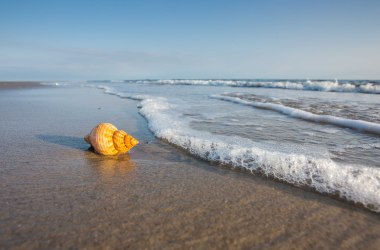 Wellhornschnecke, © Jan Dettmering