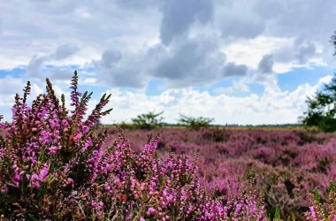 Landschaftspflegeführung durch die Heide, © AmrumTouristik