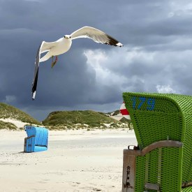 Fliegende M&ouml;we Amrum, &copy; Klaus Behlich