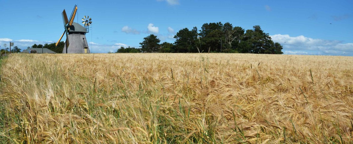 Amrumer WIndm&uuml;hle, &copy; Kai Quedens