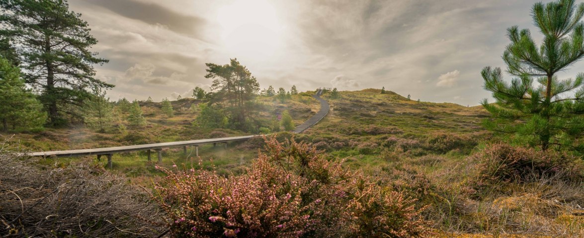 Heide_Aussichtsdüne NDF (c) Elisabeth Bach, © E.Bach Heide_Aussichtsdüne NDF (c) Elisabeth Bach, © E.Bach