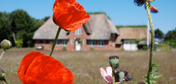 Friesenhaus-mit-Mohnblumen-auf-Amrum, © Kai Quedens