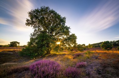 Heide Sonne, © pixabay