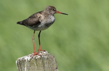 "Salzwiesenf&uuml;hrung&ldquo;, &copy; &Ouml;&ouml;mrang Ferian