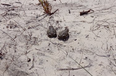 Auf den Spuren der Kreuzkr&ouml;te, &copy; Hanna Zimmermann