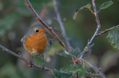 "Gesang der Rotkehlchen", &copy; Peter Hering
