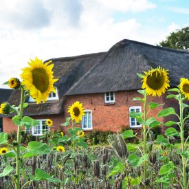 Süddorf-Haus-mit-Sonnenblumen, © KQuedens