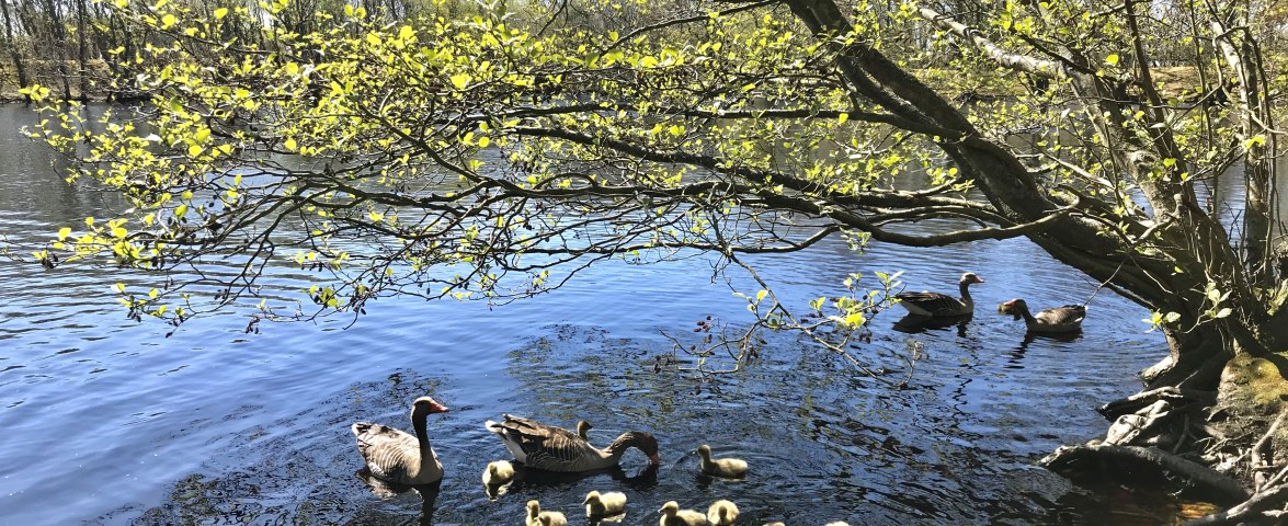 Vogelkoje2(c)K.Tadsen, © K.Tadsen Vogelkoje2(c)K.Tadsen, © K.Tadsen