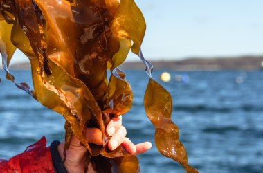 Superfood und Beauty-Geheimnis:, &copy; &copy;oceanBASIS