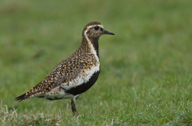 "Rufe der Marsch", &copy; Peter Hering