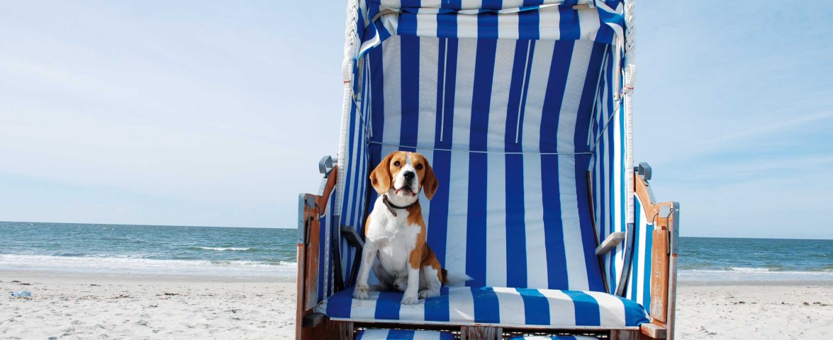 Amrum Hund im Strandkorb, © KQuedens