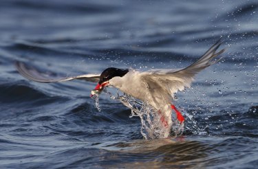 Erlebnis Amrum, &copy; Sven Sturm