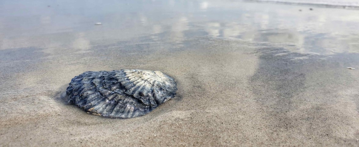 Auster am Strand von Amrum, © Stephanie Wörner