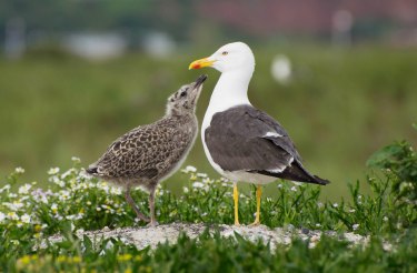 Vogelkundliche F&uuml;hrung, &copy; Verein Jordsand