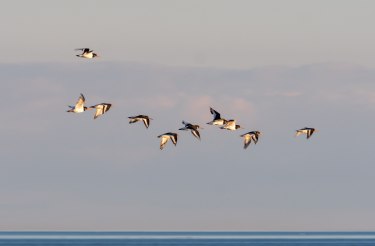 Vogelkundliche F&uuml;hrung, &copy; Verein Jordsand